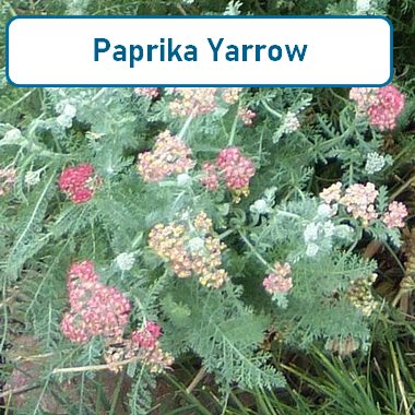 Yarrow Paprika - Cypress Basin Master Gardeners Association