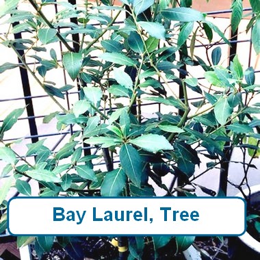Bay Laurel Tree - Cypress Basin Master Gardeners Association
