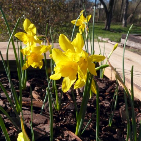 Daffodil Campernelle