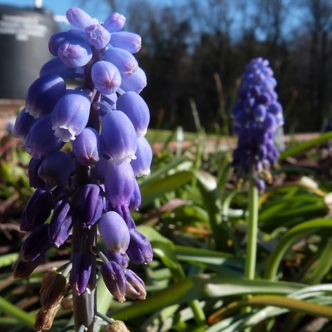Grape Hyacinth Blue Spike
