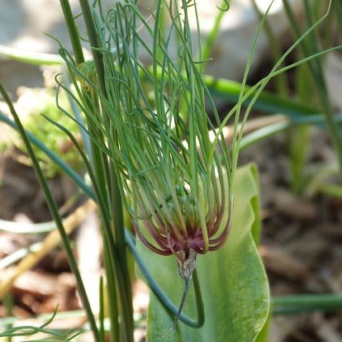 Allium Vineale 'Dready'