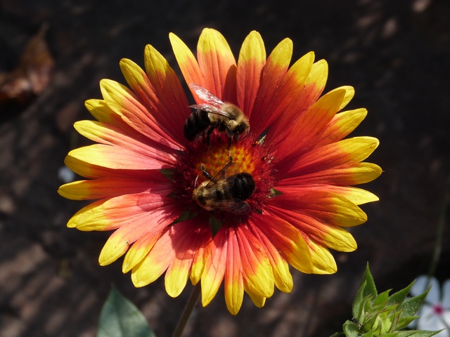 2-bees-on-indian-blanket-wr