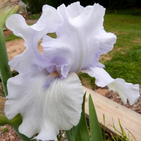 Bearded iris “Fogbound”