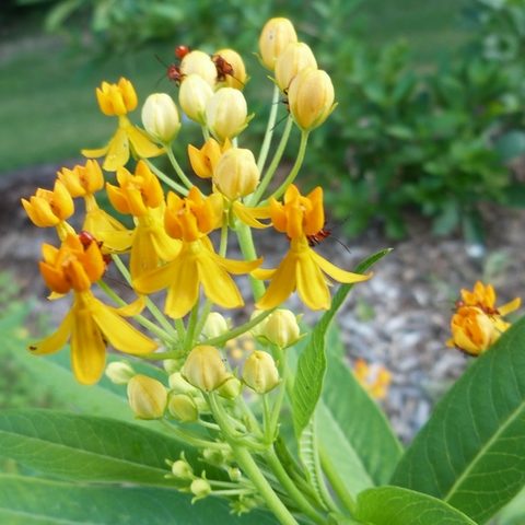 MG Butterfly Bed 170614 Golden Milkweed close-wr