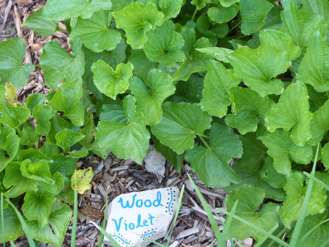 MG Herbs 170614 Wood Violet-wr