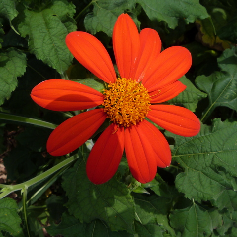 Red Mexican Sunflower