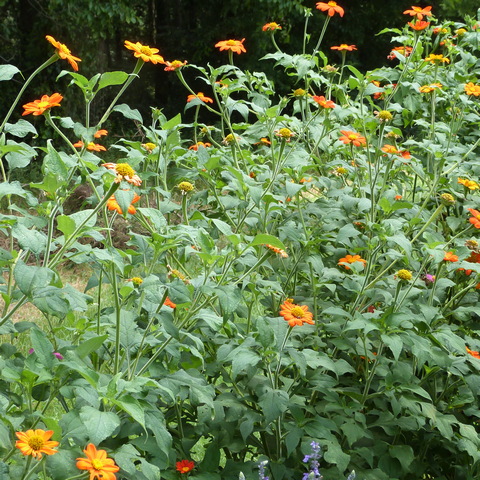 Red Mexican Sunflower