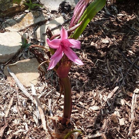 Sangria Crinum Lily