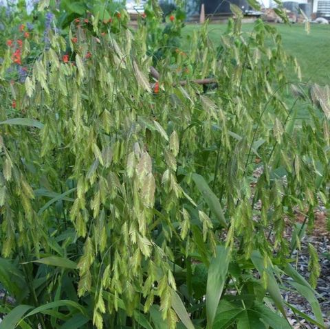 Inland Sea Oats