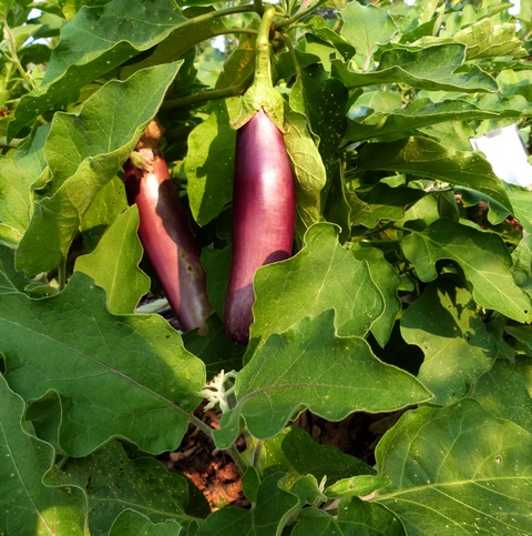 eggplant, long early purple