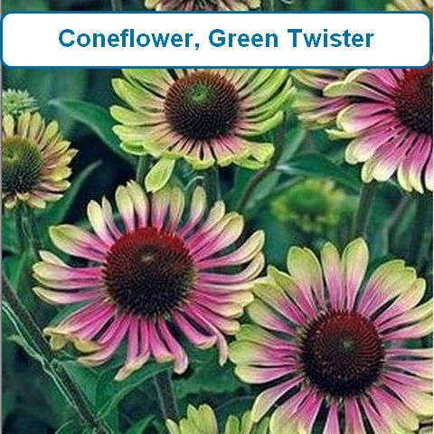 coneflower, green twister