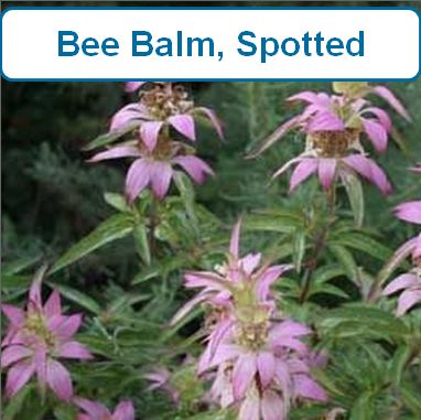 Spotted Bee Balm