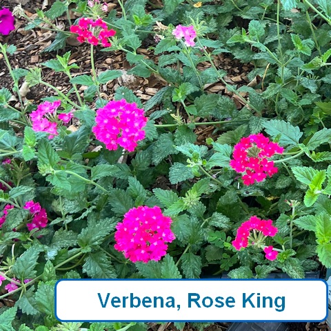 Rose King Verbena
