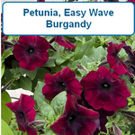 Petunia, Easy Wave
