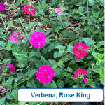 verbena, rose king