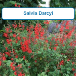 Salvia Darcyi