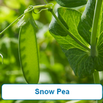 Snow Peas