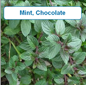 chocolate mint