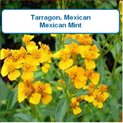 Mexican Tarragon