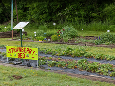 2025 strawberry thumb