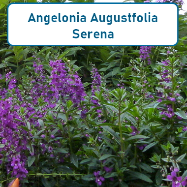 angelonia