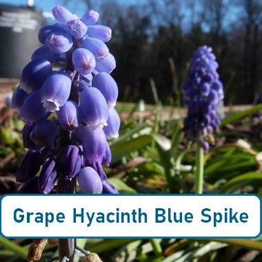 Grape Hyacinth Blue Spike 