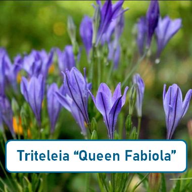 Triteleia “Queen Fabiola”
