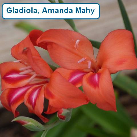 Gladiolus Amanda Mahy