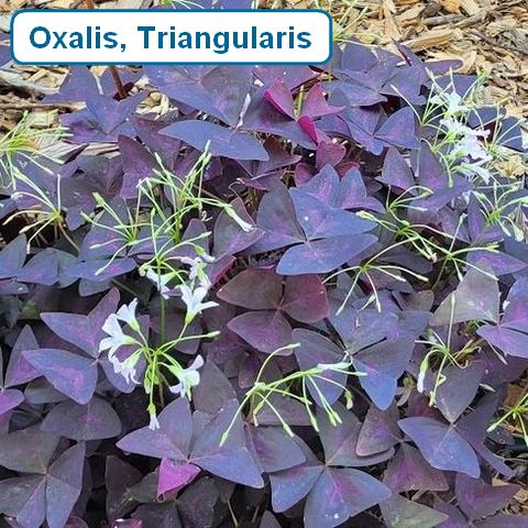 Oxalis Triangularis