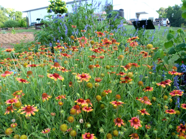 Texas Native Plants Bed