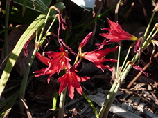 Oxblood lily